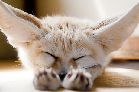 fennec fox being really, really tired