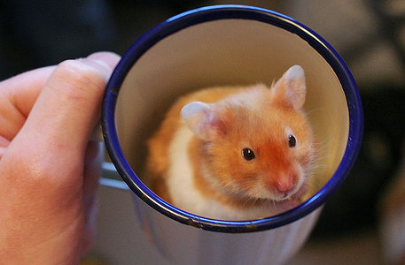 hamster sitting in coffee cup