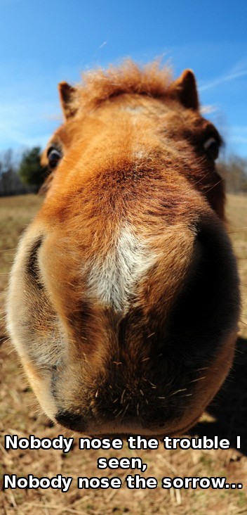 horse saying 'Nobody nose the trouble I seen, nobody nose the sorrow'