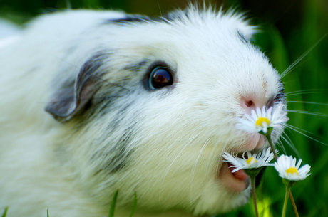 guinea pig eating flowers