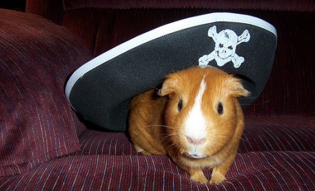 guinea pig wearing pirate hat