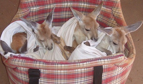 several wallabies in a basket