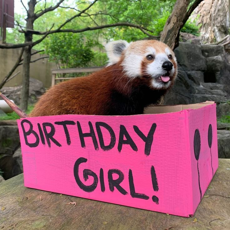 Red panda in a pink box with 'Birthday Girl' on it (Tracianne Queen of Booms had a birthday.)
