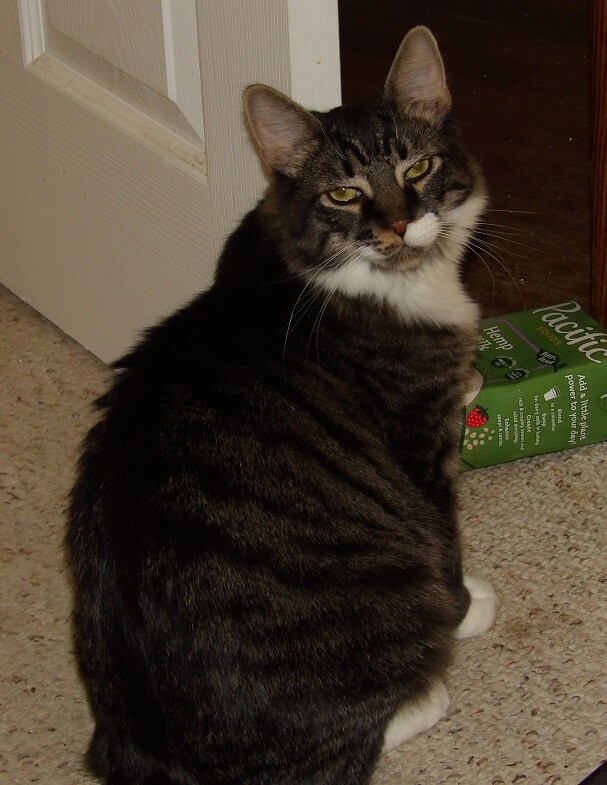 A Farker's new cat, who was classified as 'unadoptable'.