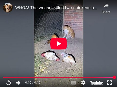 A weasel vs. a goose.