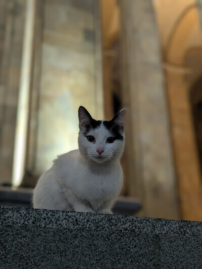 Georgian protesters have been maintaining a presence outside Parliament for 282 days, and they've picked up a protest cat.