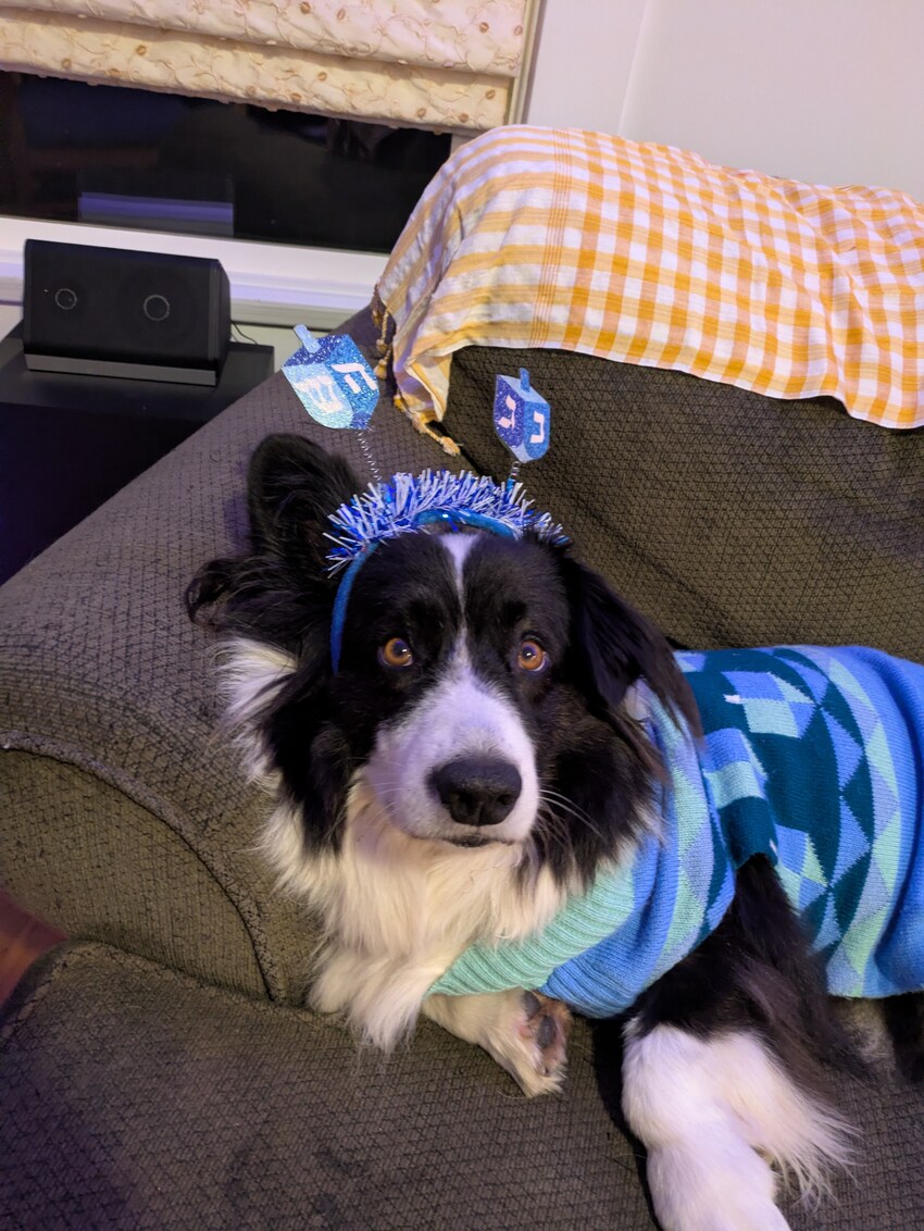 Mr. Adventure, all dressed up for Hanukkah.