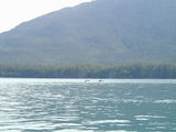 Whale tails