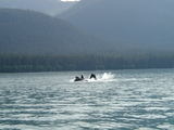Whales doing bubble-net feeding