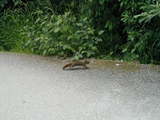 Alaska squirrel